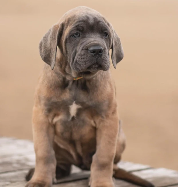 {{brizy_dc_image_alt entityId=