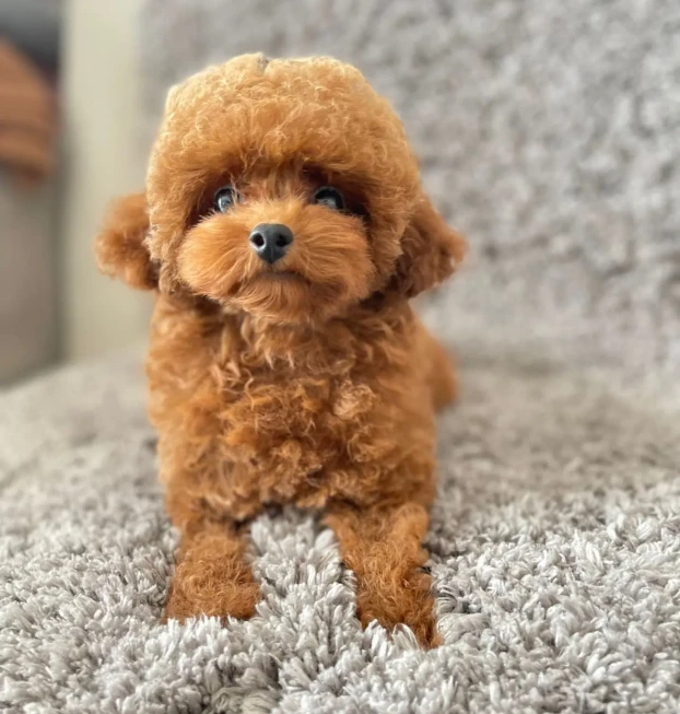 {{brizy_dc_image_alt entityId=