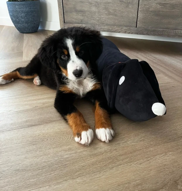 {{brizy_dc_image_alt entityId=