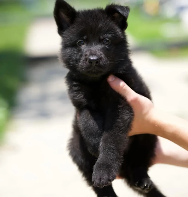 {{brizy_dc_image_alt entityId=