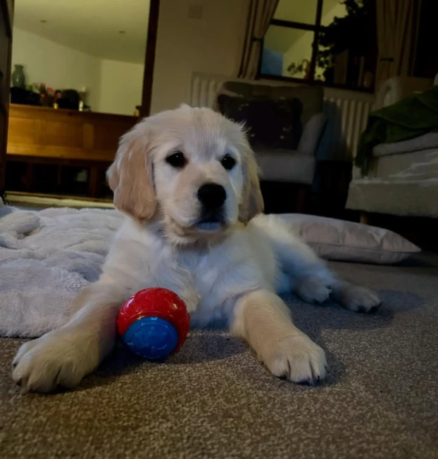 {{brizy_dc_image_alt entityId=