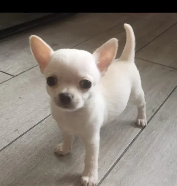 {{brizy_dc_image_alt entityId=