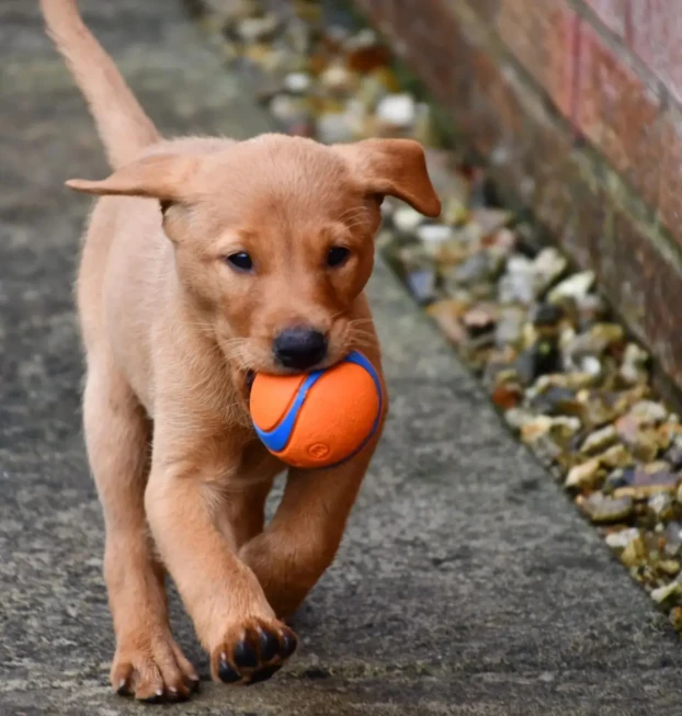 {{brizy_dc_image_alt entityId=