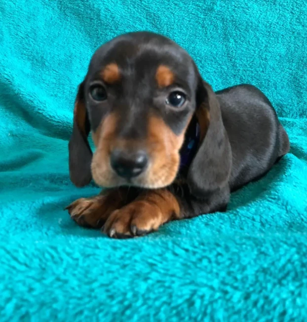 {{brizy_dc_image_alt entityId=