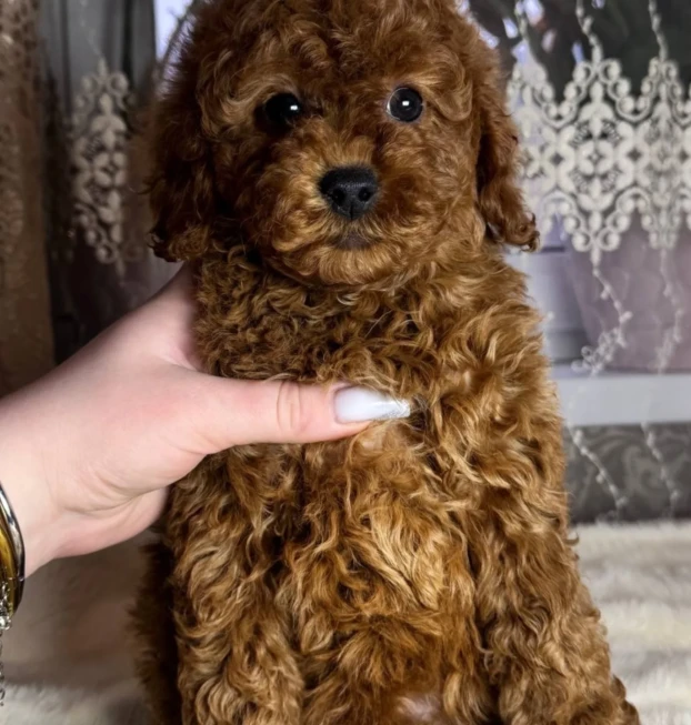 {{brizy_dc_image_alt entityId=