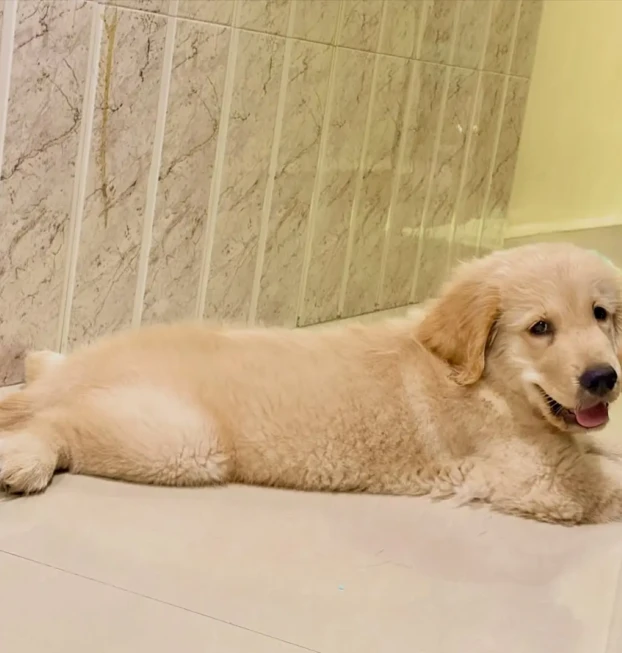 {{brizy_dc_image_alt entityId=