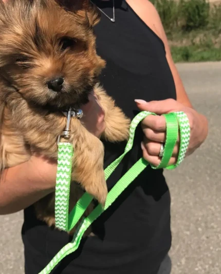 ollie_the_shorkie-20240126-0006 {{brizy_dc_image_alt imageSrc=