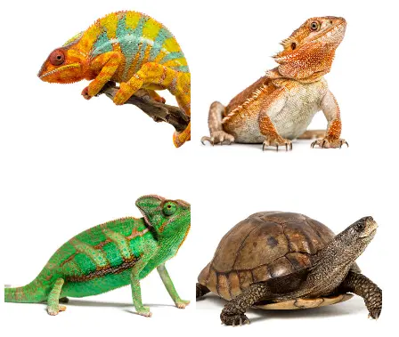 cvcvxv {{brizy_dc_image_alt imageSrc=