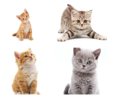 Screenshot 2026-02-27 153515 {{brizy_dc_image_alt imageSrc=