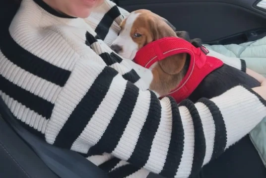 beagle 4-kiaa (17) {{brizy_dc_image_alt imageSrc=