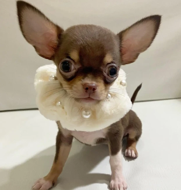 {{brizy_dc_image_alt entityId=