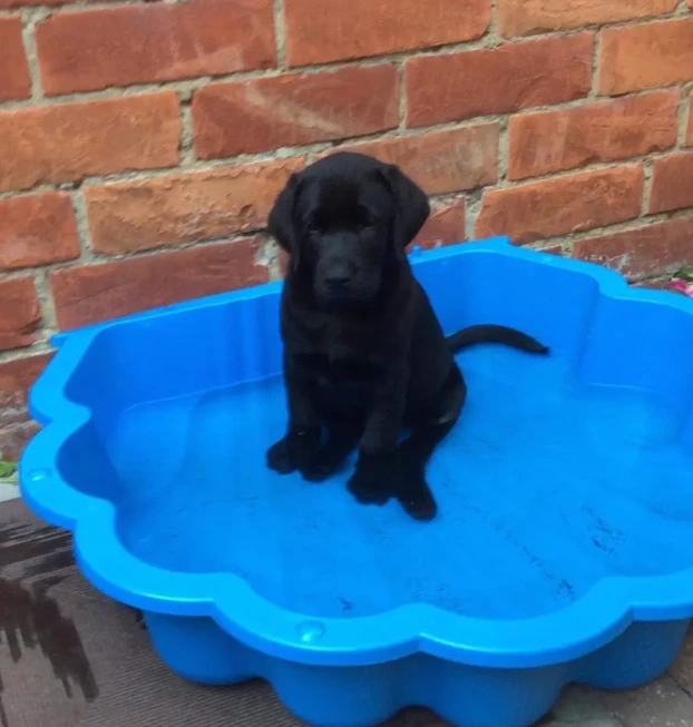 {{brizy_dc_image_alt entityId=