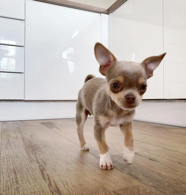 {{brizy_dc_image_alt entityId=