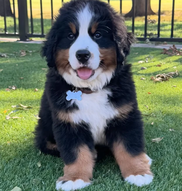 {{brizy_dc_image_alt entityId=